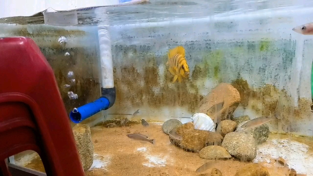 黃金虎