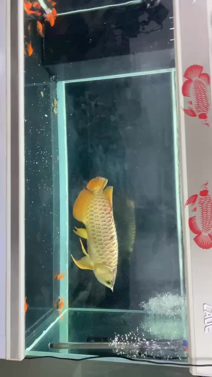 一年沒有開過燈的b過 一年沒有開過燈的b過 龍魚論壇