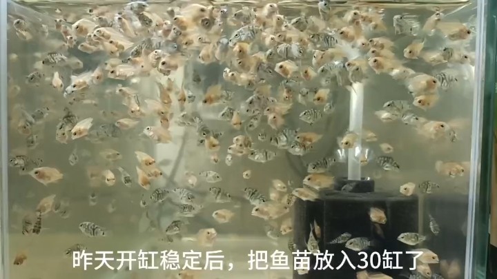 不在開缸的路上，就在繁殖魚苗途中