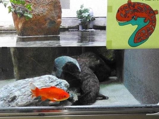 宜陽縣城關鎮泉森水族店（宜陽縣城關鎮泉森水族店電話）