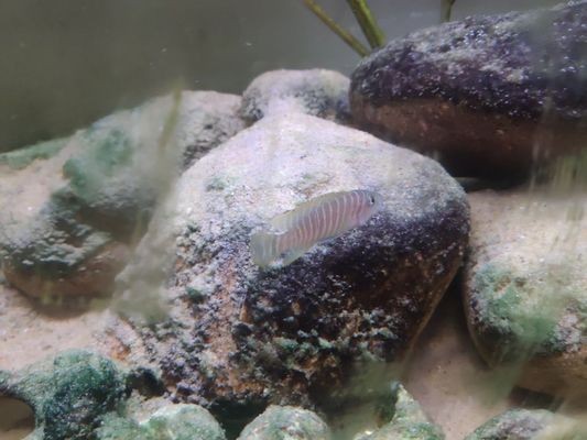 日照經濟開發區臻龍水族館（日照經濟開發區臻龍水族館電話）