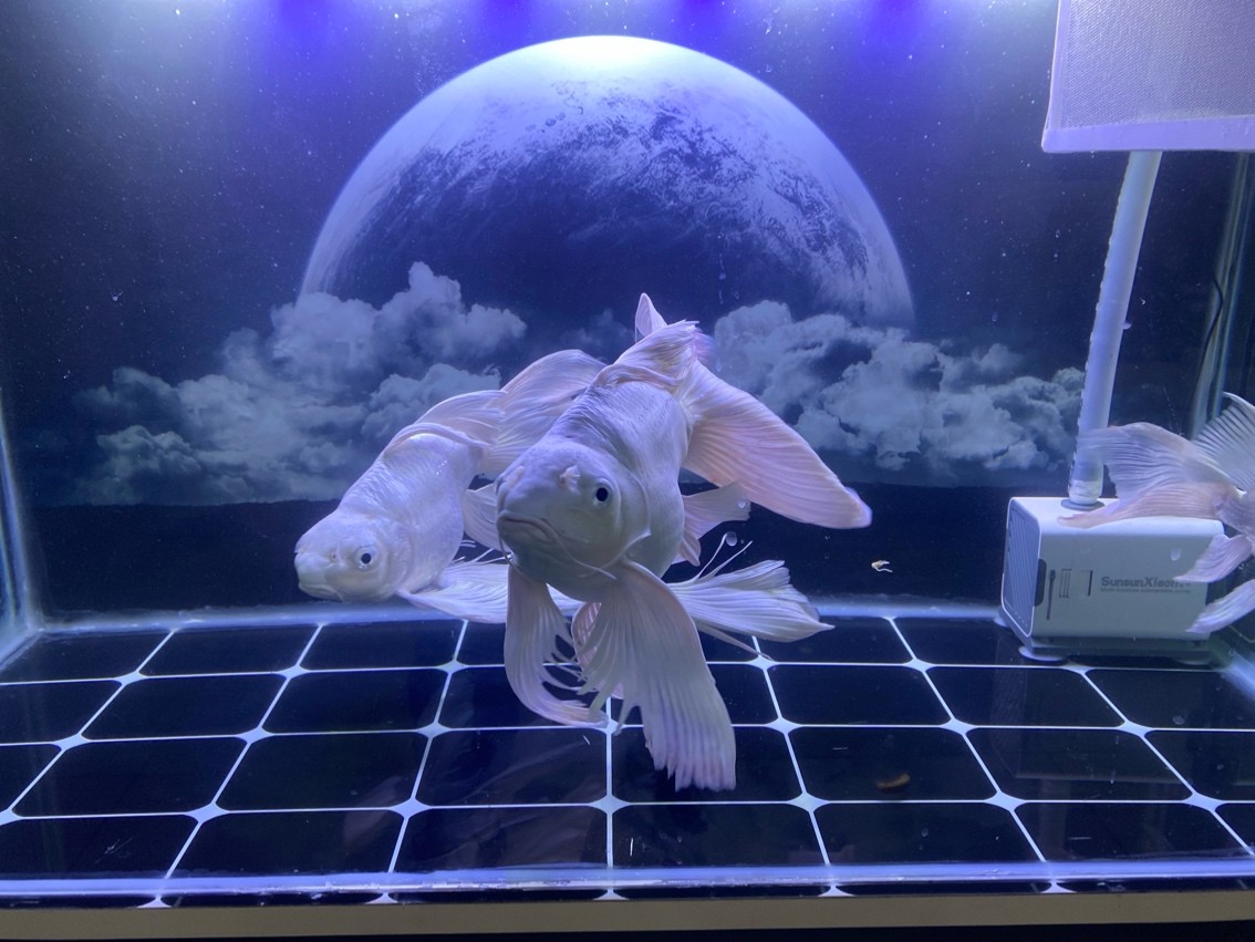 精品蝴蝶鯉