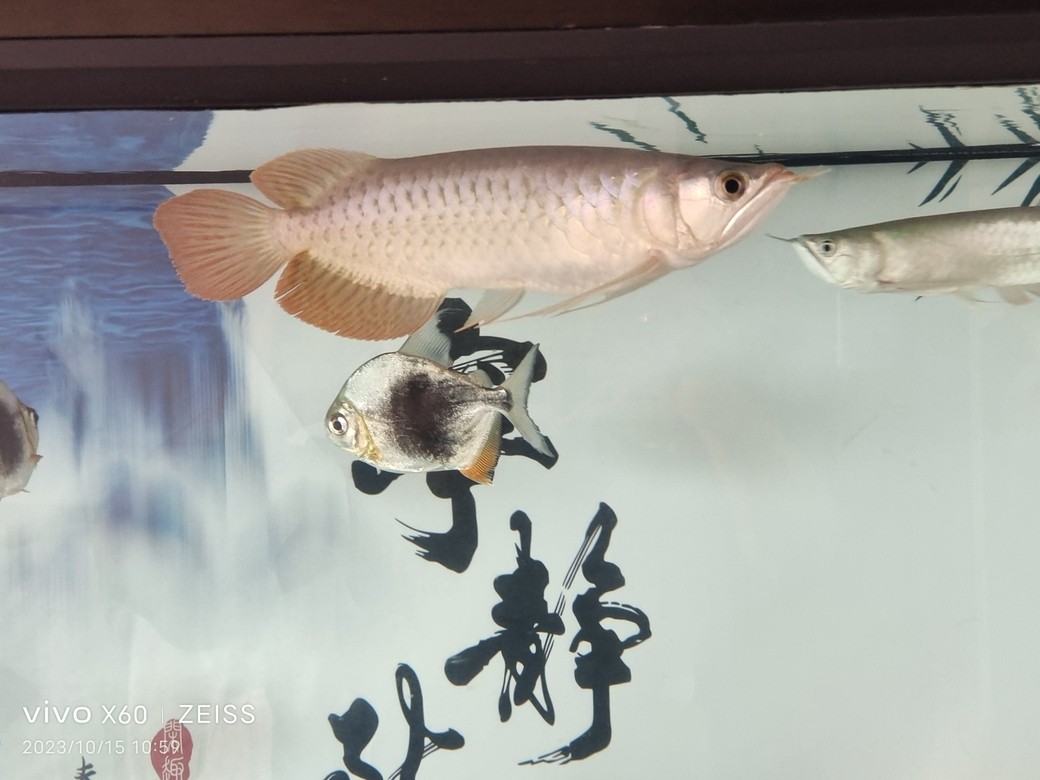 各位大佬剛剛入坑給看看這一條咋樣謝謝