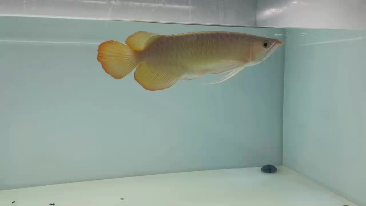 大湖魚 天勾也長(zhǎng)胖了