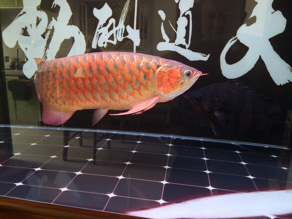 開心就好 開心就好 龍魚論壇 第4張