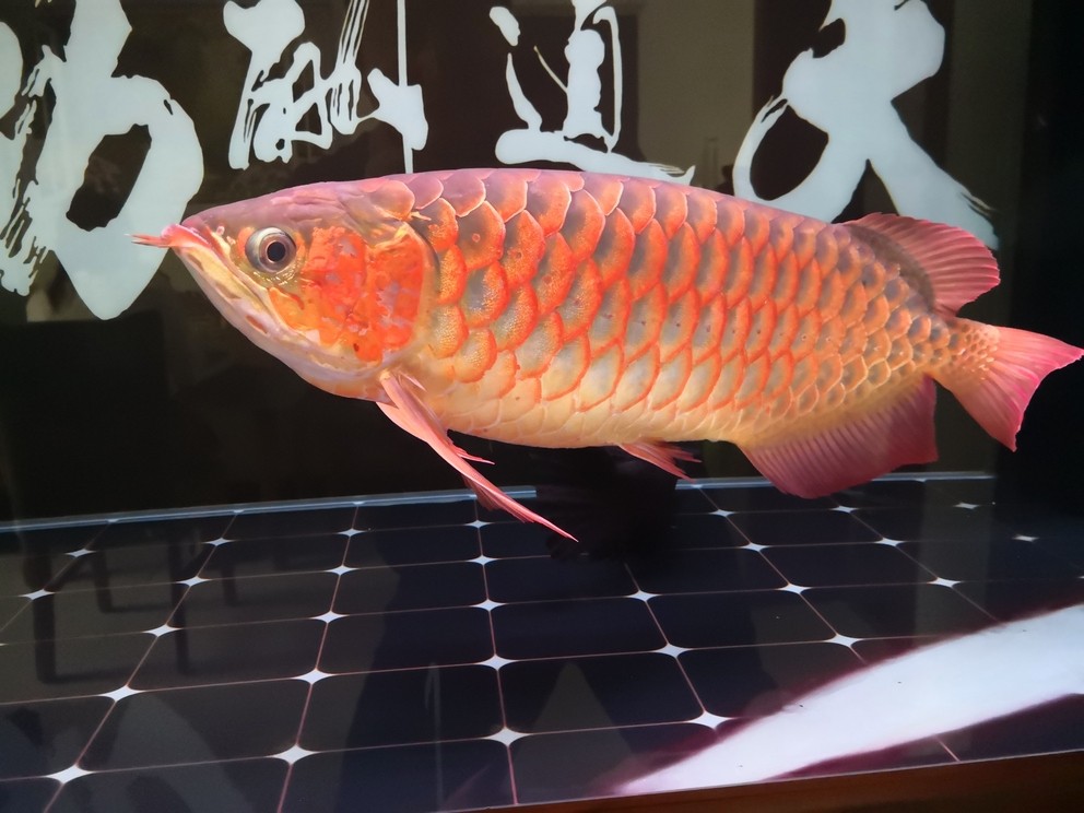 開心就好 開心就好 龍魚論壇 第5張