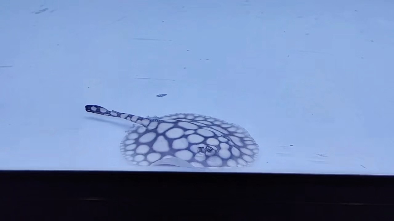嘎嘎以嘎嘎 嘎嘎以嘎嘎 龍魚(yú)論壇