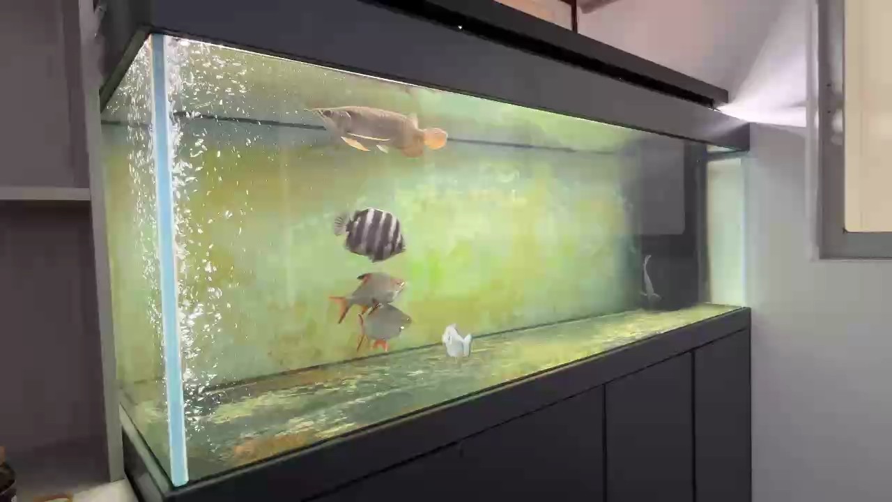 龍魚+雙線鯽+金鼓+黑云+銀板