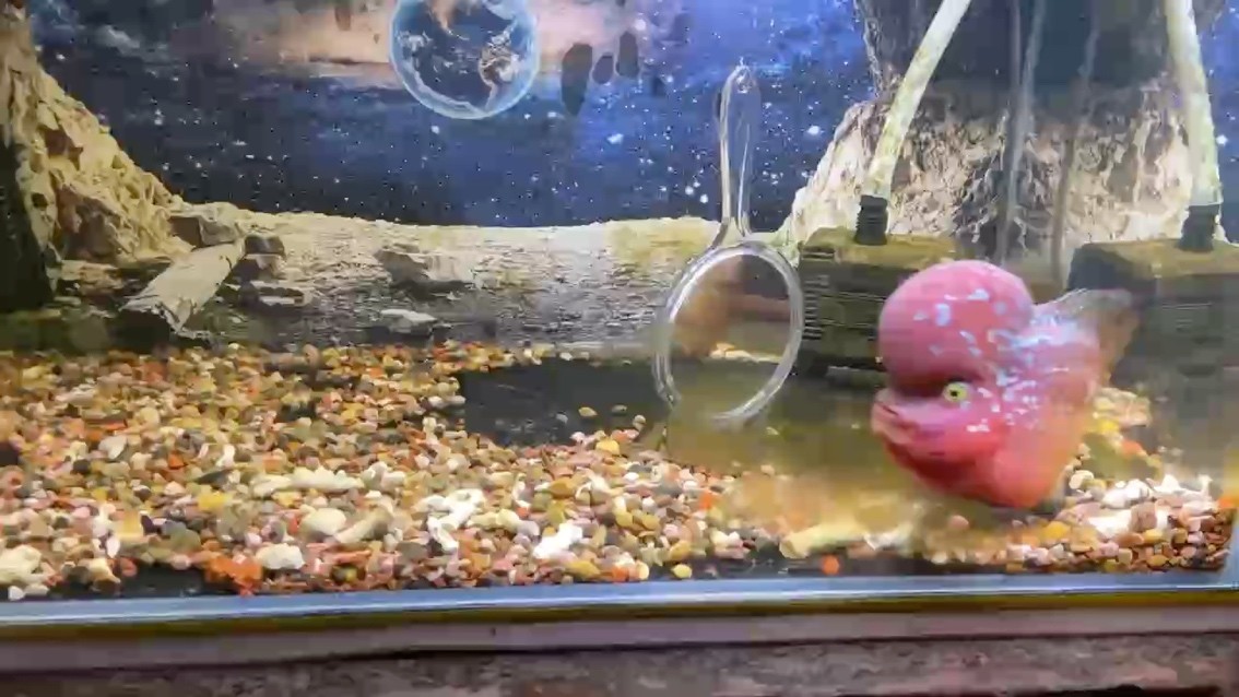 記錄幻彩入缸130天，小猛魚(yú)撞鏡