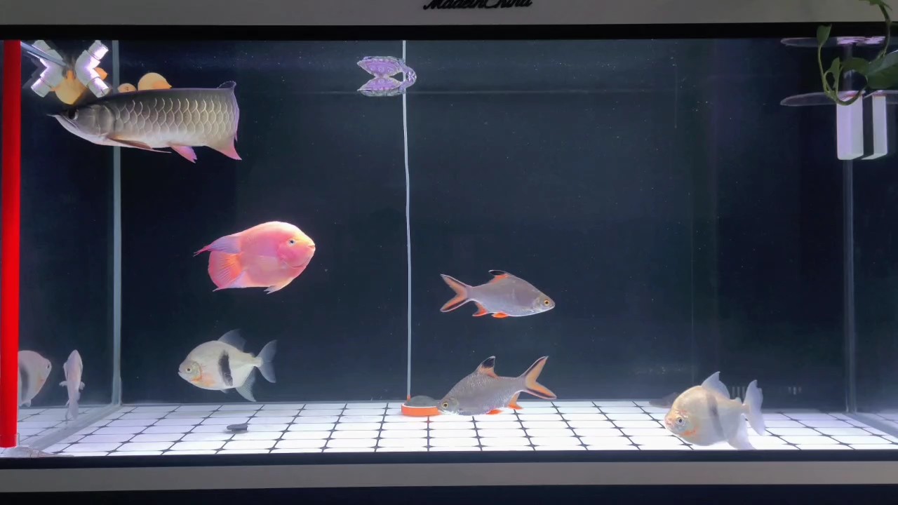 魚缸用增氧泵價格是多少:魚缸增氧機-xtrac增氧機-xtrac增氧機 小金龍成長記第 232 龍魚論壇 小金龍成長記第 232 小金龍成長記第 232 龍魚論壇