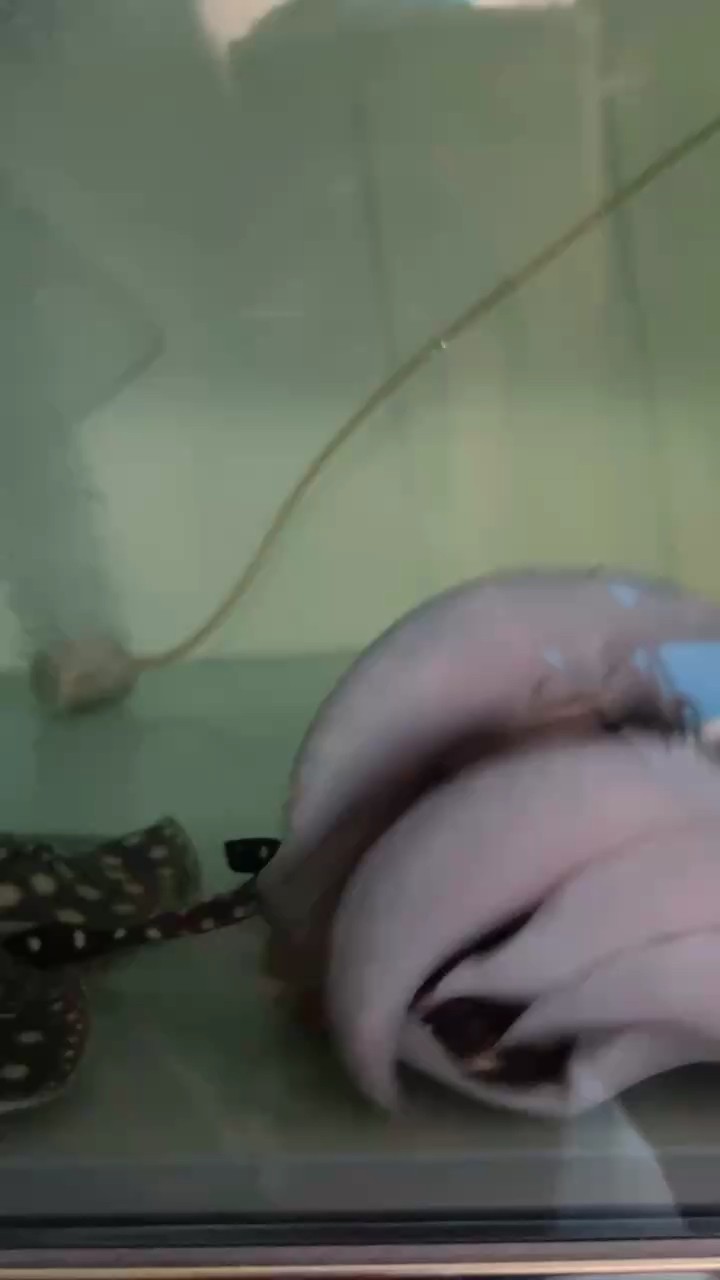 世界上最美麗，最美麗的魚的圖片大全集，世界上最美麗的紅龍魚圖片大全集