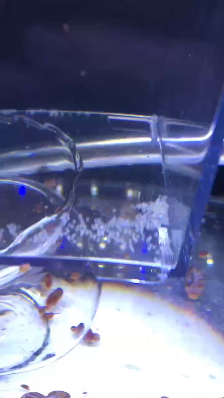 斑馬魚孵化