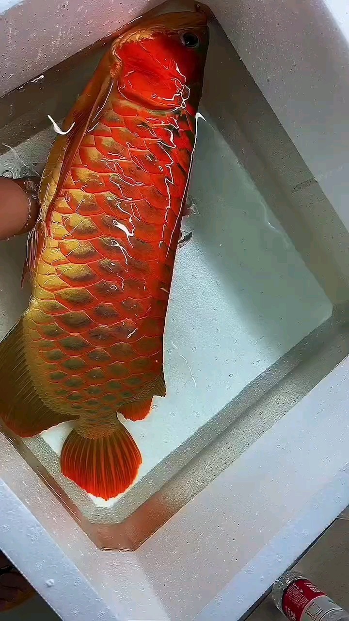 不錯的紅龍