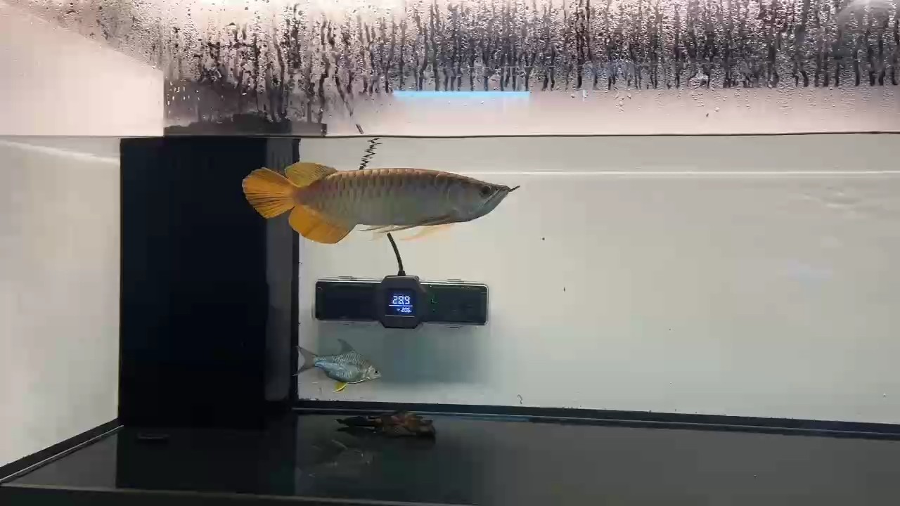 快快長大,期待更好狀態! 龍魚論壇 第1張 快快長大,期待更好狀態! 快快長大,期待更好狀態! 龍魚論壇 第1張