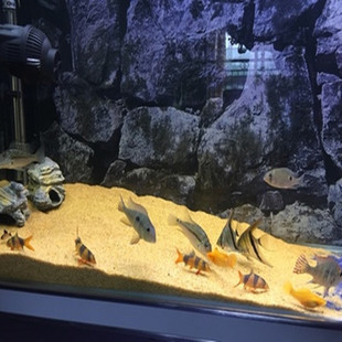 為什么網(wǎng)上賣的魚缸尺寸都不高呢（為什么網(wǎng)上賣的魚缸尺寸都不高呢怎么回事）