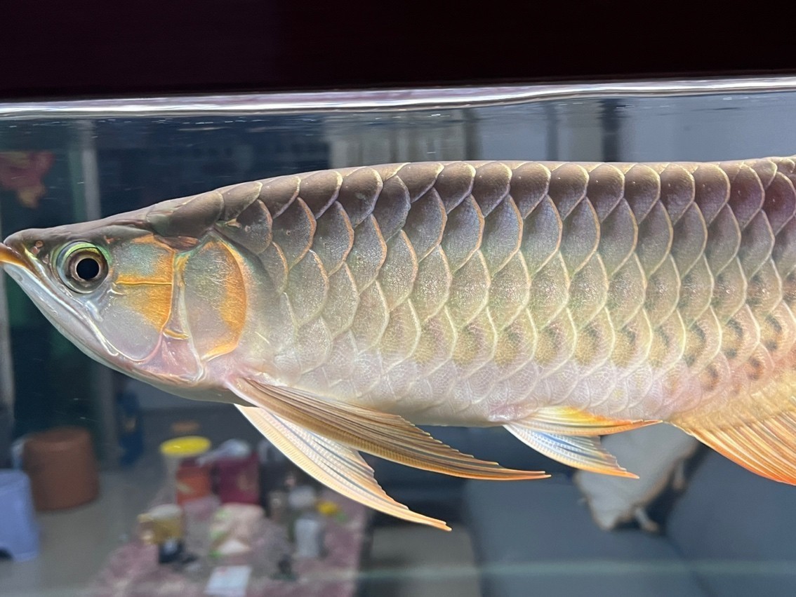 龍魚張嘴空咬是病嗎，龍魚張嘴空咬不一定是病，可能是健康問題引起的，要不要我
