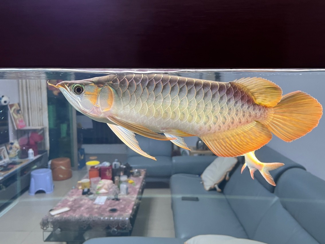 2023年10月4日 腮蓋開始發色，鱗片也出色框了