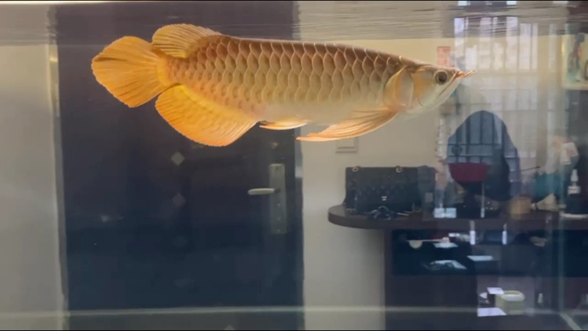 2023年9月15日 最近比較忙，沒有時間打理魚缸，將就記錄一下