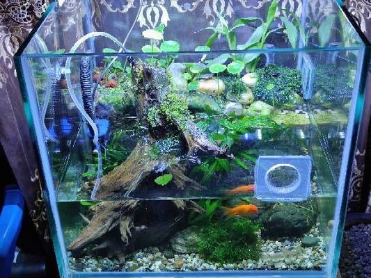 子彈頭魚缸安裝視頻