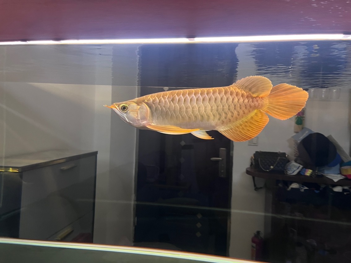 肇慶端州區盈彩水族館詳細介紹觀賞魚、魚缸、釣具、觀賞雀鳥，端州區盈彩水族館介紹