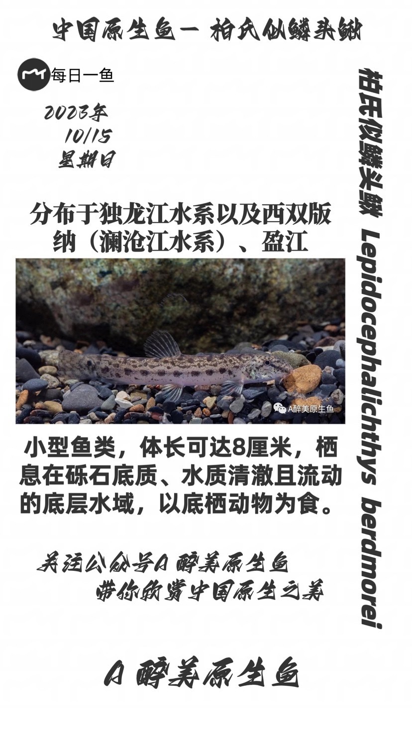 柏氏似鱗頭鰍