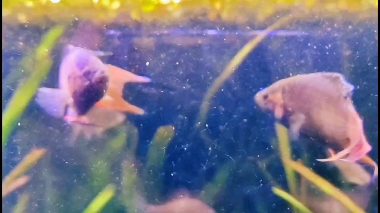 國斗