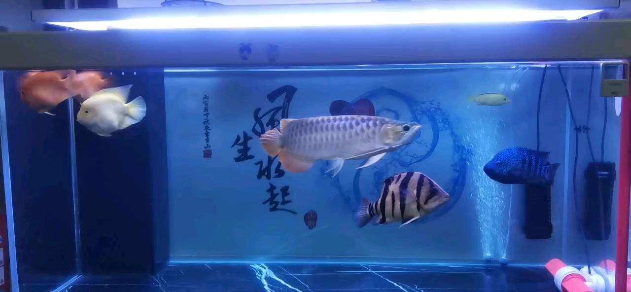 5個月10天，記錄打卡，狀態不錯。喂食又咬我手！