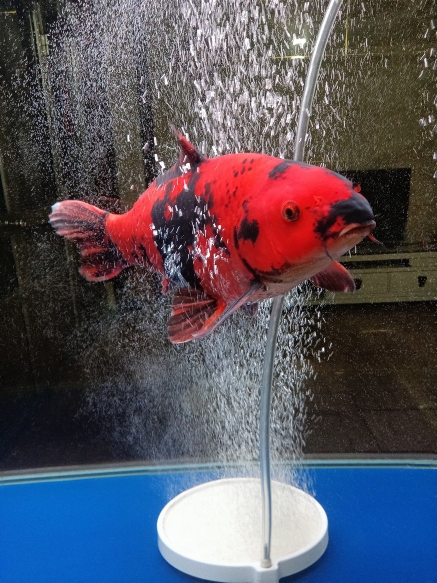 魚缸溫度低了給緋寫裝個加熱棒