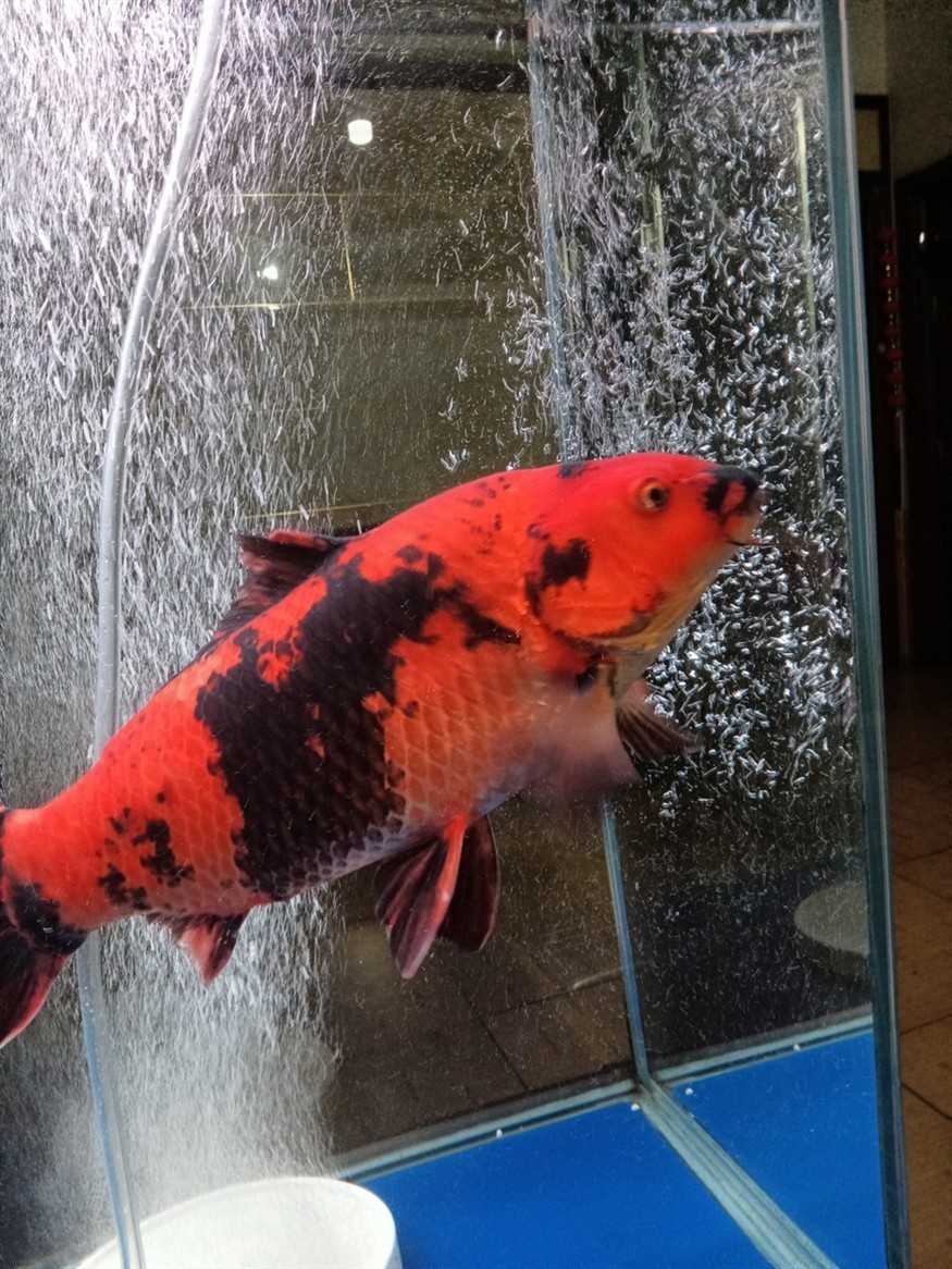 魚缸溫度低了給緋寫裝個加熱棒