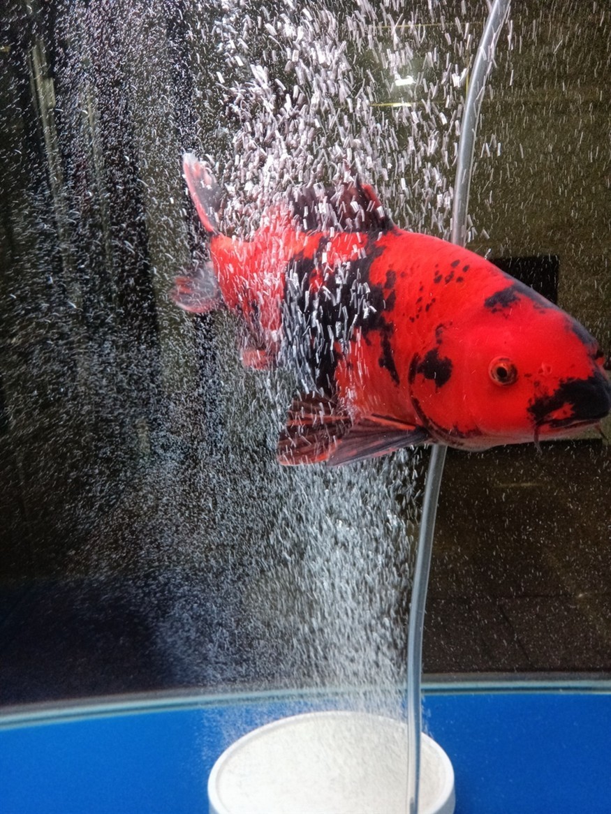 魚缸溫度低了給緋寫裝個加熱棒