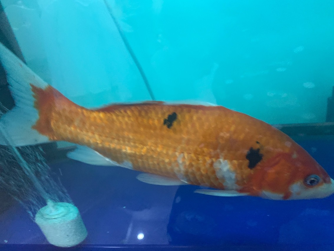 這都能考上那些種類？