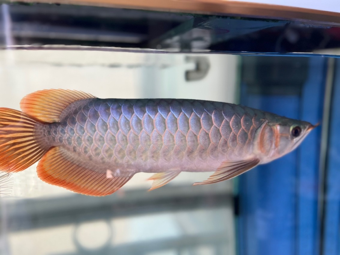 請大家看看魚怎么樣？
