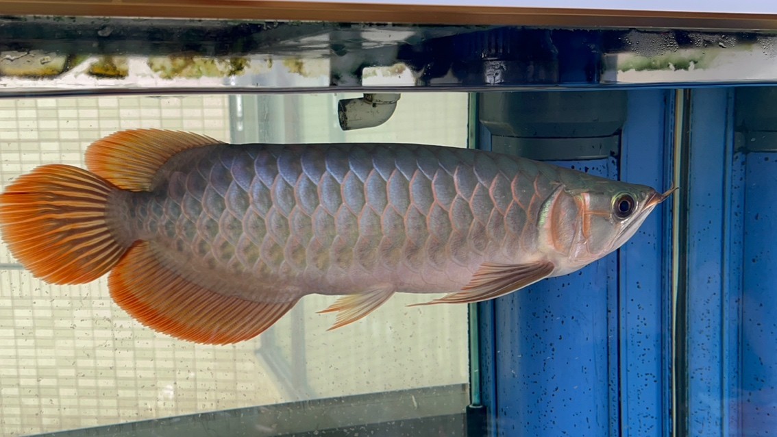 請大家看看魚怎么樣？