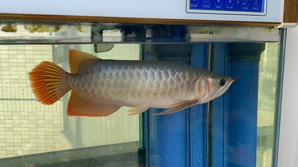 請大家看看魚怎么樣？