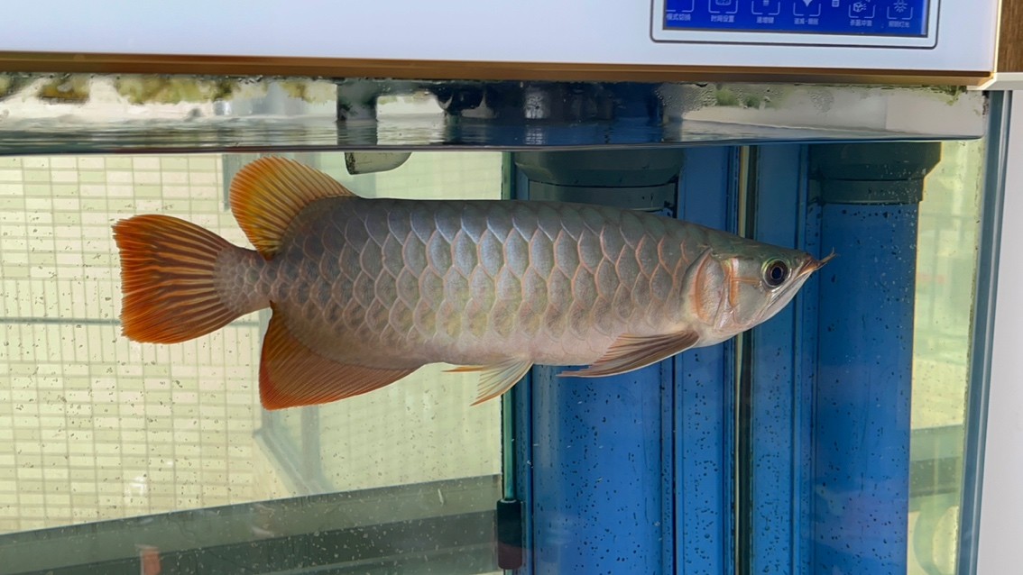 請大家看看魚怎么樣？