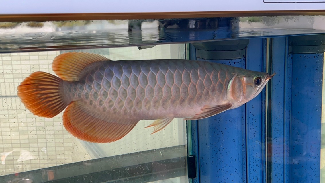 請大家看看魚怎么樣？