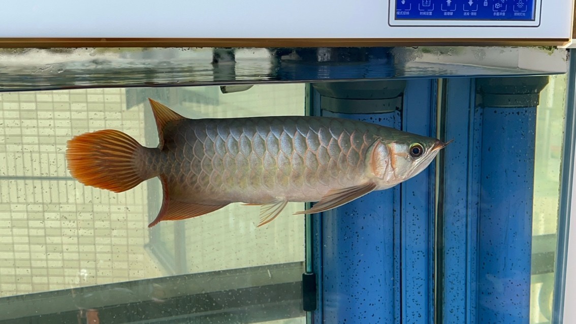 請大家看看魚怎么樣？