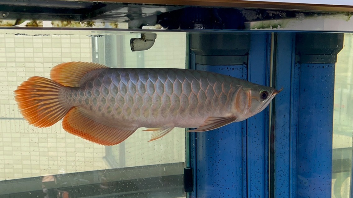 請大家看看魚怎么樣？