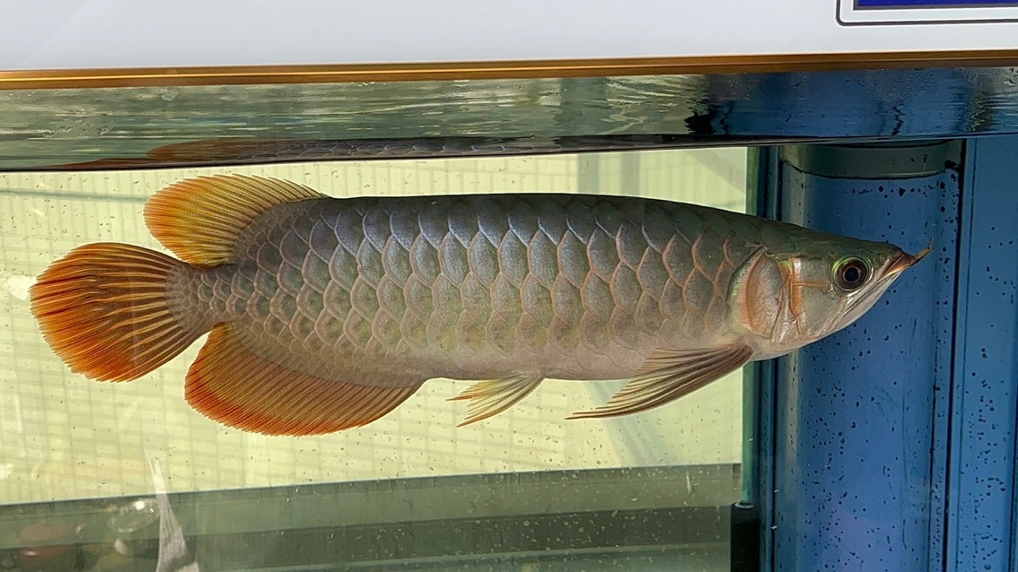 請大家看看魚怎么樣？
