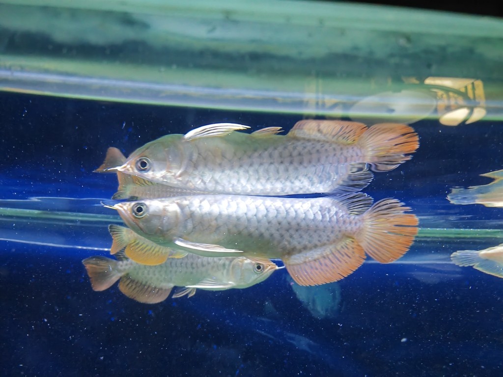 10月8日。網上購買了9條小龍，兩條黑白杠，兩條11紋直紋飛鳳，四條球形包脖包肚虎魚，魚缸內本身還有兩條黃色鴛鴦魚，兩條黑色蝴蝶魚，一條羅漢長缸魚，為防止打架，小魚所以多一點，熱熱鬧鬧和諧一家人