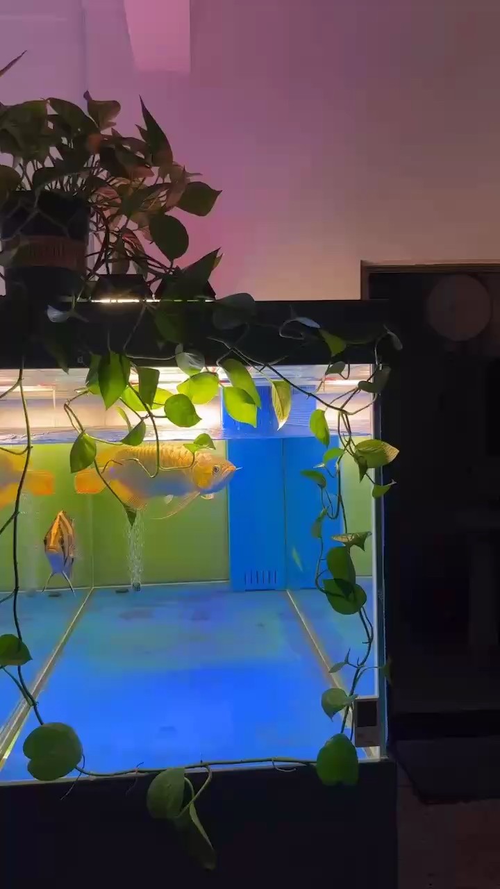 這胸太得瑟了[baiyan][baiyan][baiyan]