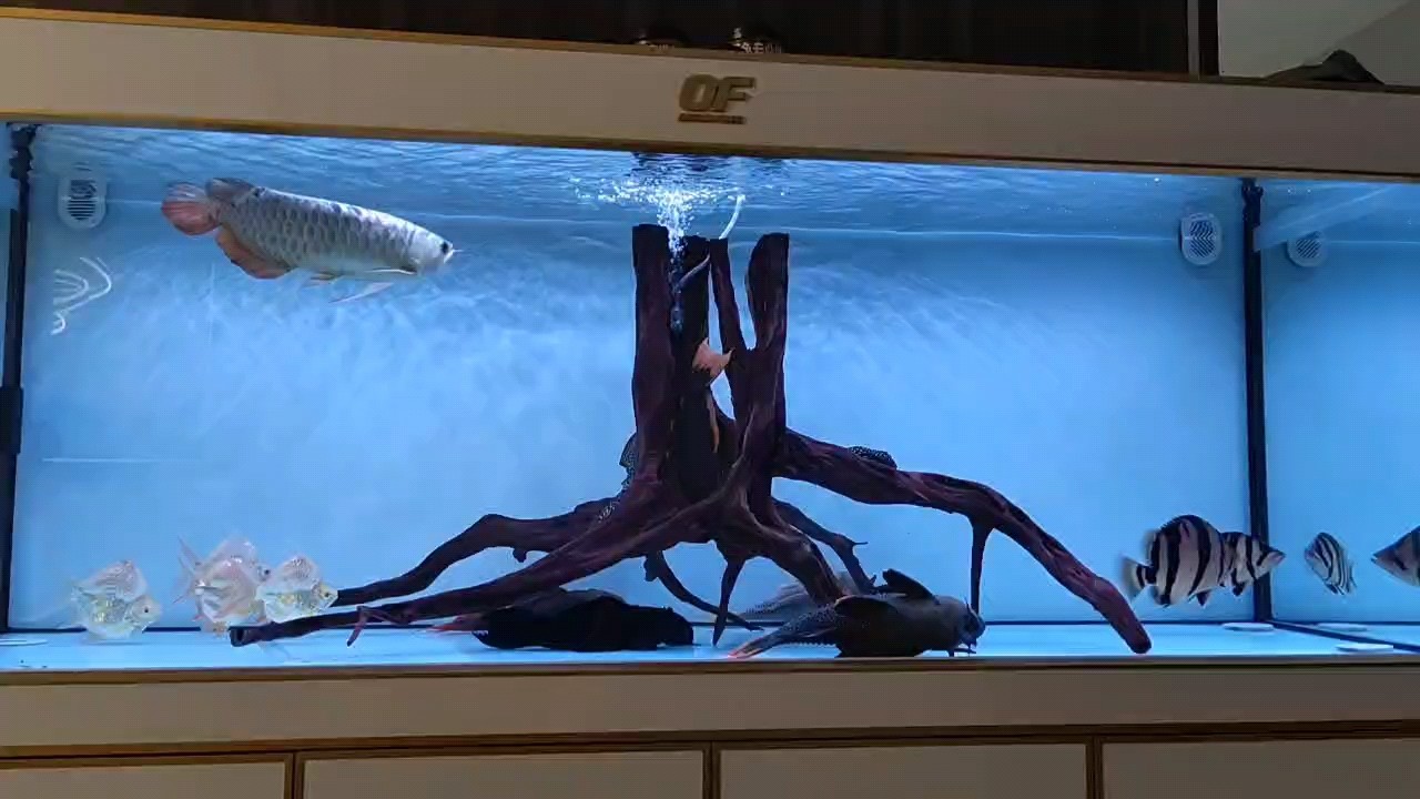 飯后賞魚