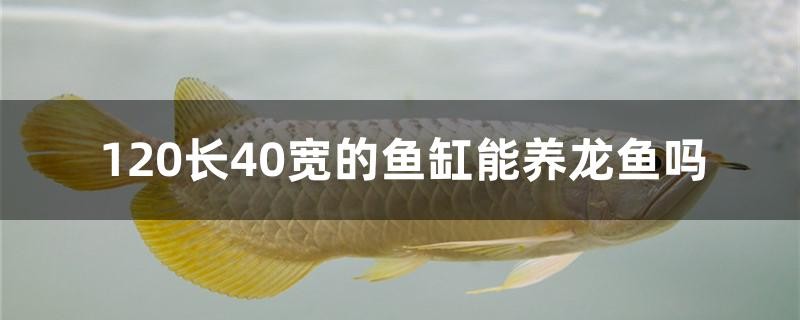 120長(zhǎng)40寬的魚(yú)缸能養(yǎng)龍魚(yú)嗎