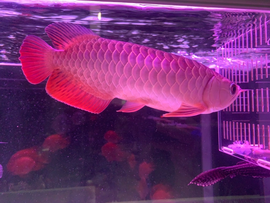 閑暇時光看看魚也是一種享受