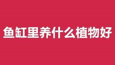 馬爾康魚樂生活水族館（馬爾康有什么魚）