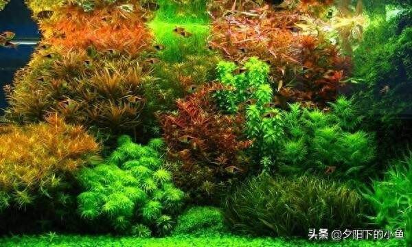 惠東縣平山藍海水族館（惠東縣平山藍海水族館電話）