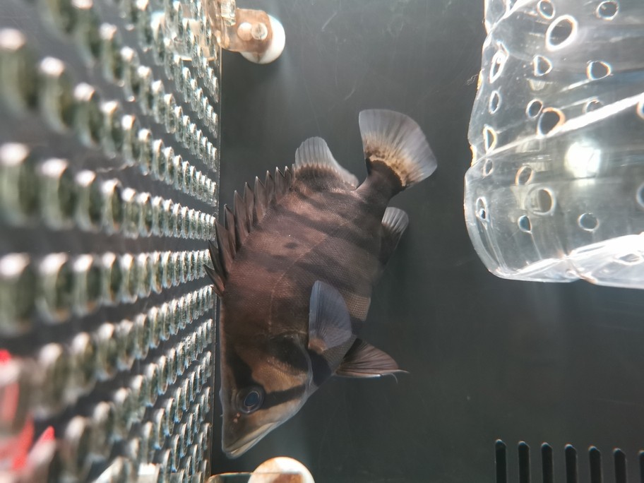 銀龍魚吃什么長得肥胖快(銀龍魚喂什么食長得快)