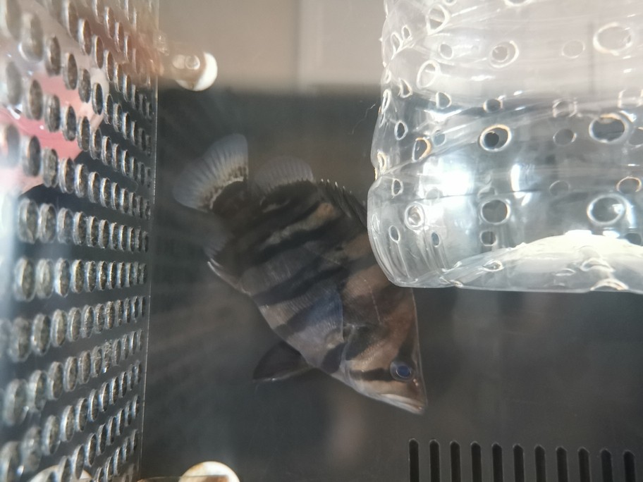 銀龍魚(yú)吃什么長(zhǎng)得肥胖快(銀龍魚(yú)喂什么食長(zhǎng)得快)