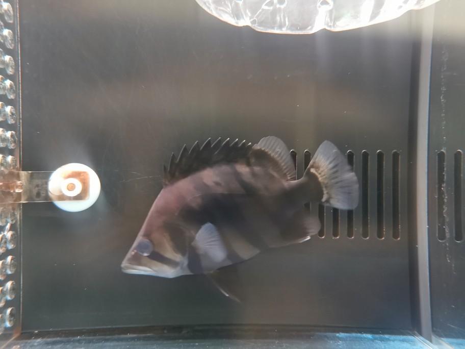 銀龍魚(yú)吃什么長(zhǎng)得肥胖快(銀龍魚(yú)喂什么食長(zhǎng)得快)