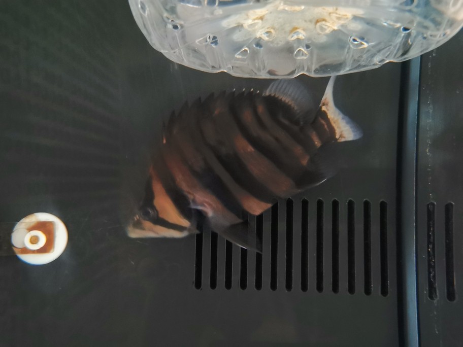 銀龍魚(yú)吃什么長(zhǎng)得肥胖快(銀龍魚(yú)喂什么食長(zhǎng)得快)